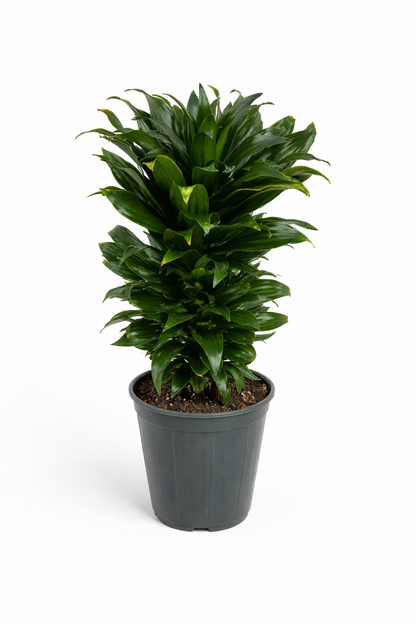 Dracaena Fragrans Compacta - Indoor House Plant - نبات داخلي