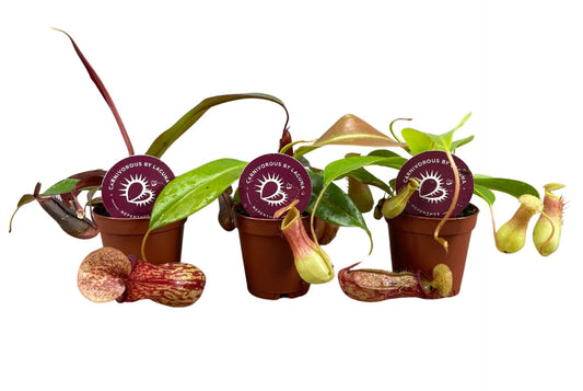 Nepenthes - Carnivorous Plant - Insect Eating Plant - Indoor Plant