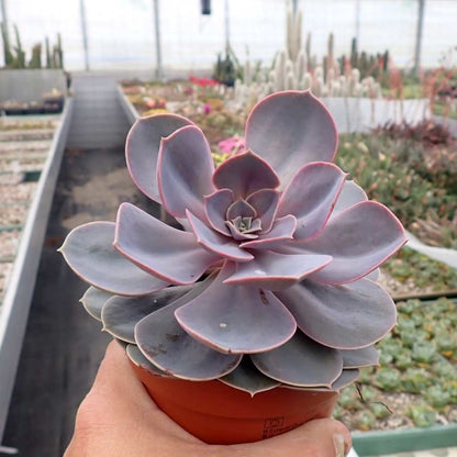 Echeveria Perle Von Nurnberg - Succulent Plant - Indoor House Plant - نبات داخلي
