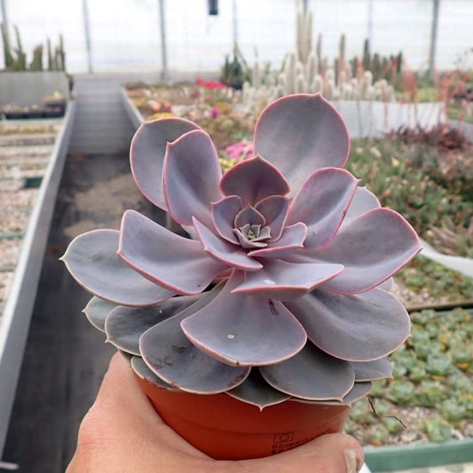 Echeveria Perle Von Nurnberg - Succulent Plant - Indoor House Plant - نبات داخلي