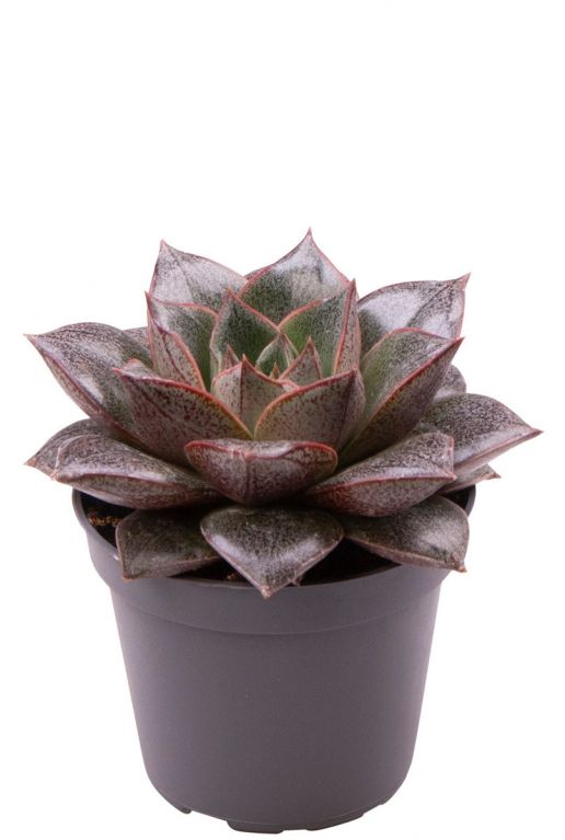 Echeveria Purpusorum - Indoor Succulent Plant