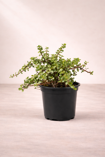 portulacaria afra skyscraper Portulacaria Afra For Indoor And Outdoor Spaces – Plant and Pot Co