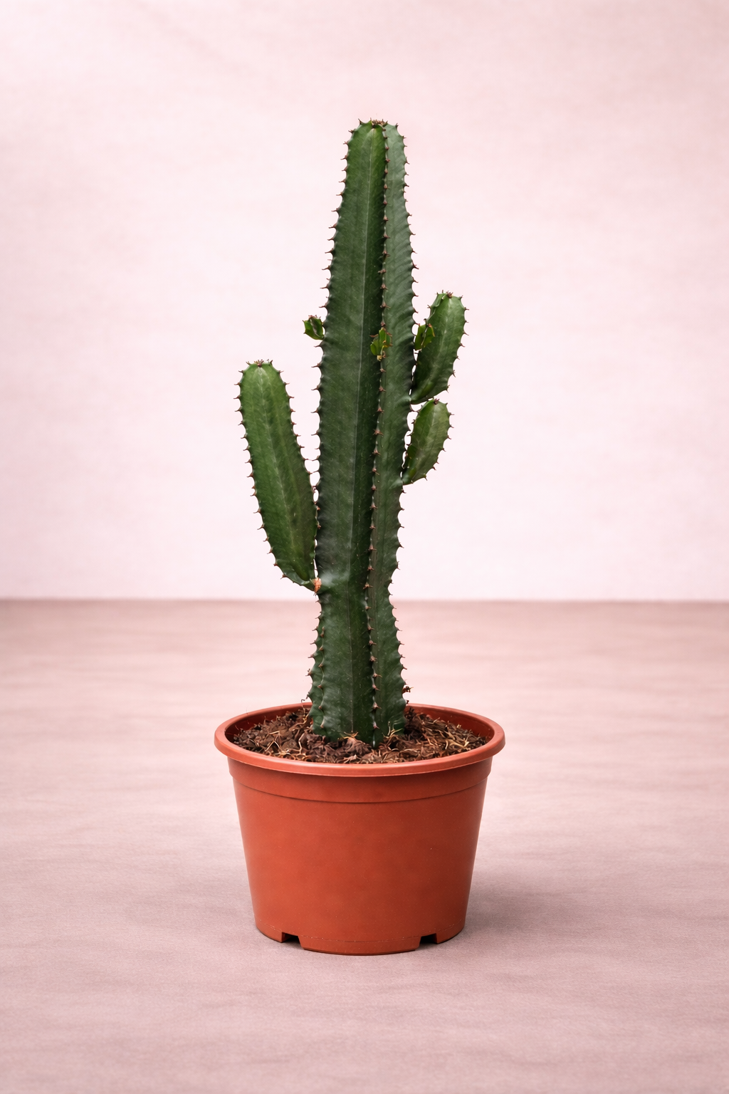 Euphorbia Acrurensis - الصبار