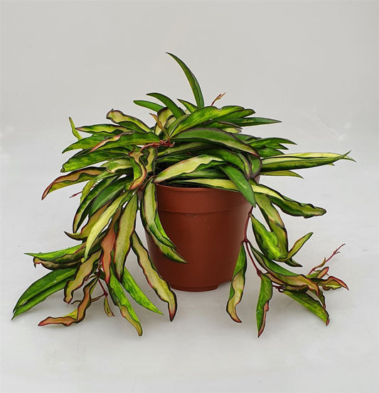 Hoya Wayetii Tricolor - نبات داخلي