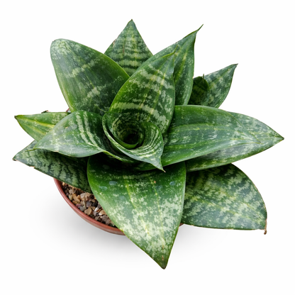 Sansevieria Hahnii Green – Bird's Nest Snake Plant | نبات داخلي