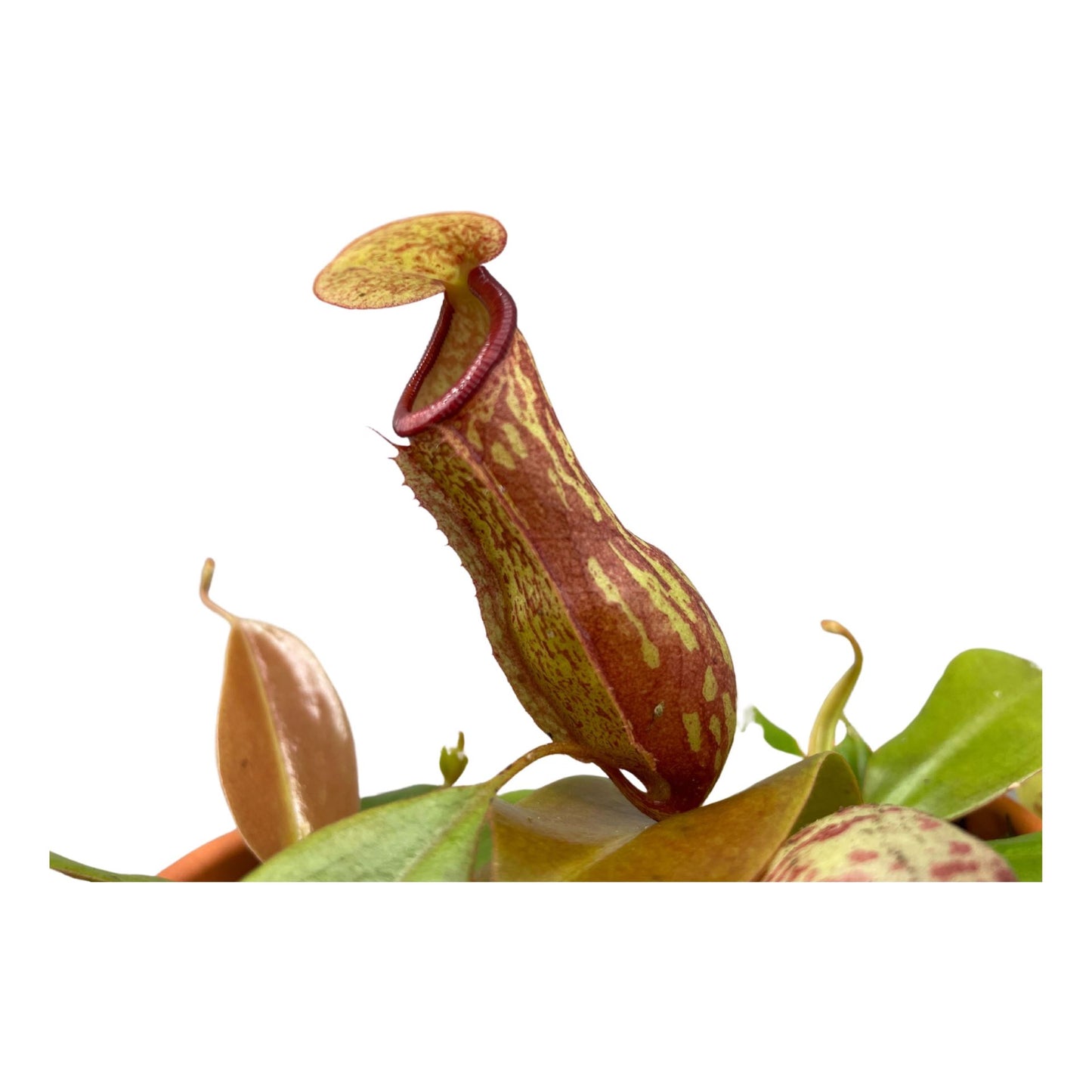 Nepenthes - Carnivorous Plant - Insect Eating Plant - Indoor Plant