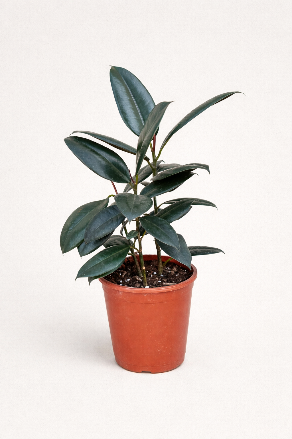 Ficus Elastica - ...