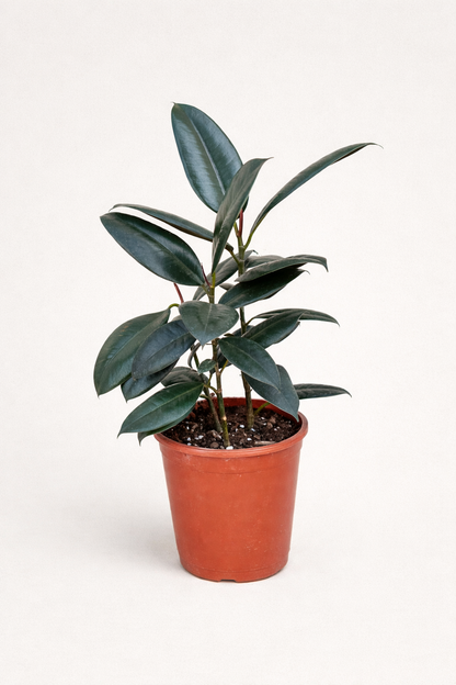 Ficus Elastica - Rubber Plant - بتة المطاط