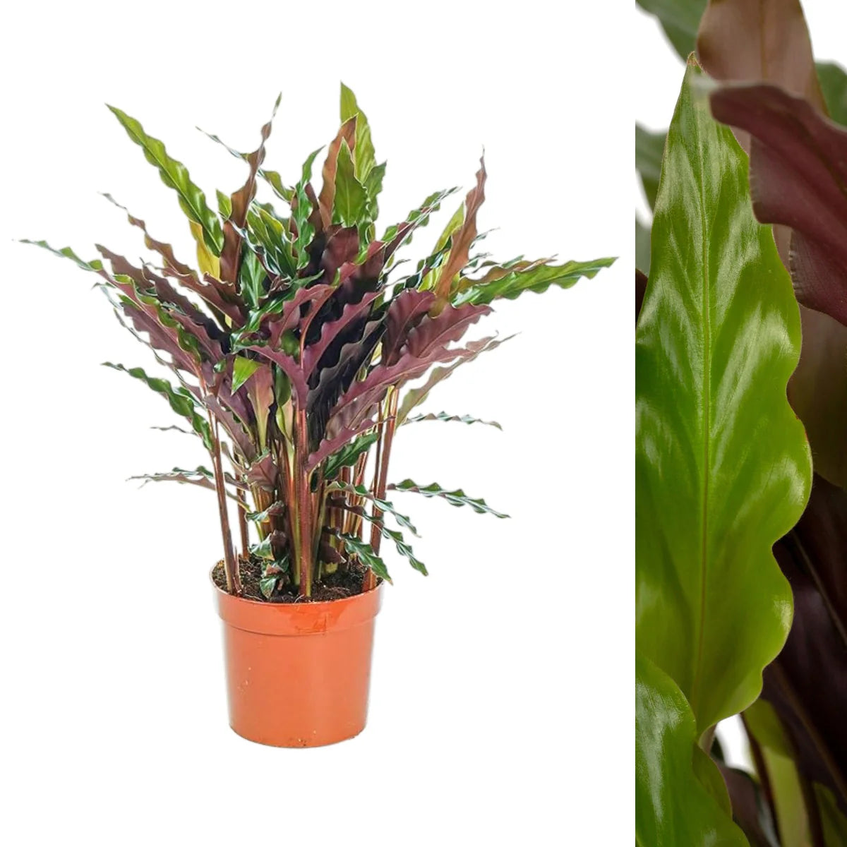 Calathea Rufibarba Elgergrass - Indoor House Plant - نبات داخلي