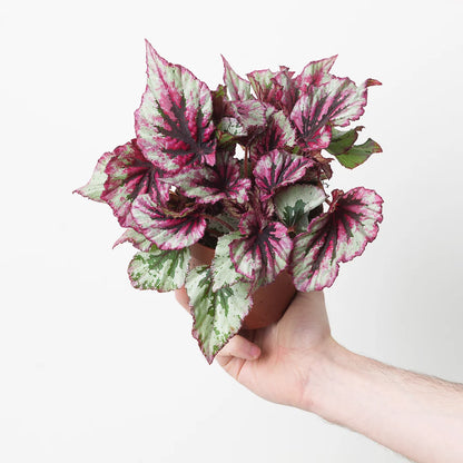 Begonia Beleaf Evening Glow – Indoor House Plant | نبات داخلي