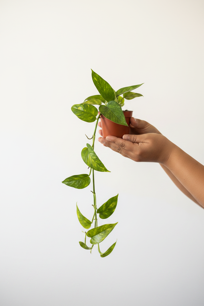 Epipremnum Pinnatum Aurea Variegata - Slim Lady Hand