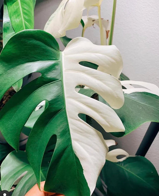 Monstera Half Moon Variegated - Rare Plant - Indoor Plant - نبات داخلي - نبات المونستيرا