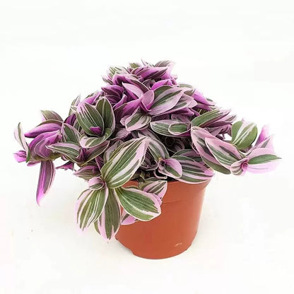 Tradescantia Cer. Sweetness - Indoor House Plant - نبات داخلي