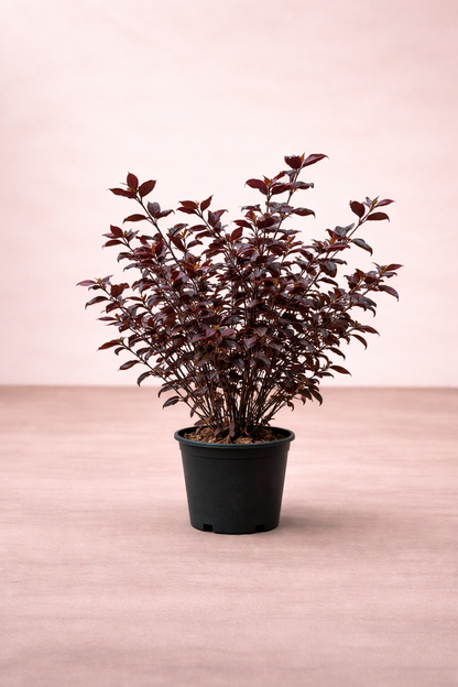 Alantira Plant (Alternanthera) - نبتة ألانتيرا