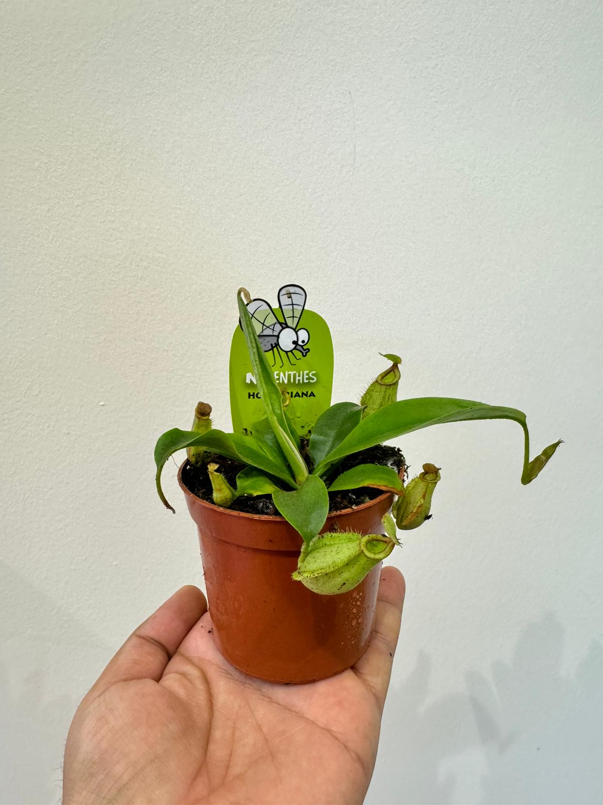 Nepenthes Plant - Carnivorous Plant - Insect Eating Plant - Indoor Plant