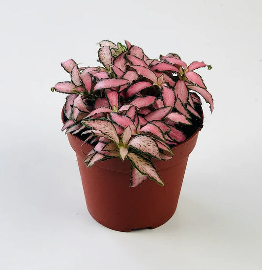 Fittonia Pink - نبات الفيتونيا