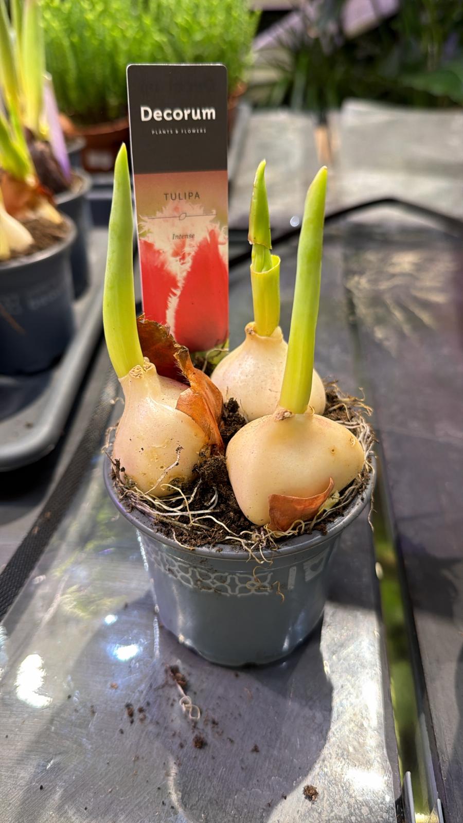 Tulip Plant - Grown Bulb - توليب فان إيك ميكس