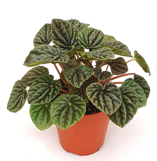 Peperomia Caperata Luna Grey - Indoor House Plant - نبات داخلي
