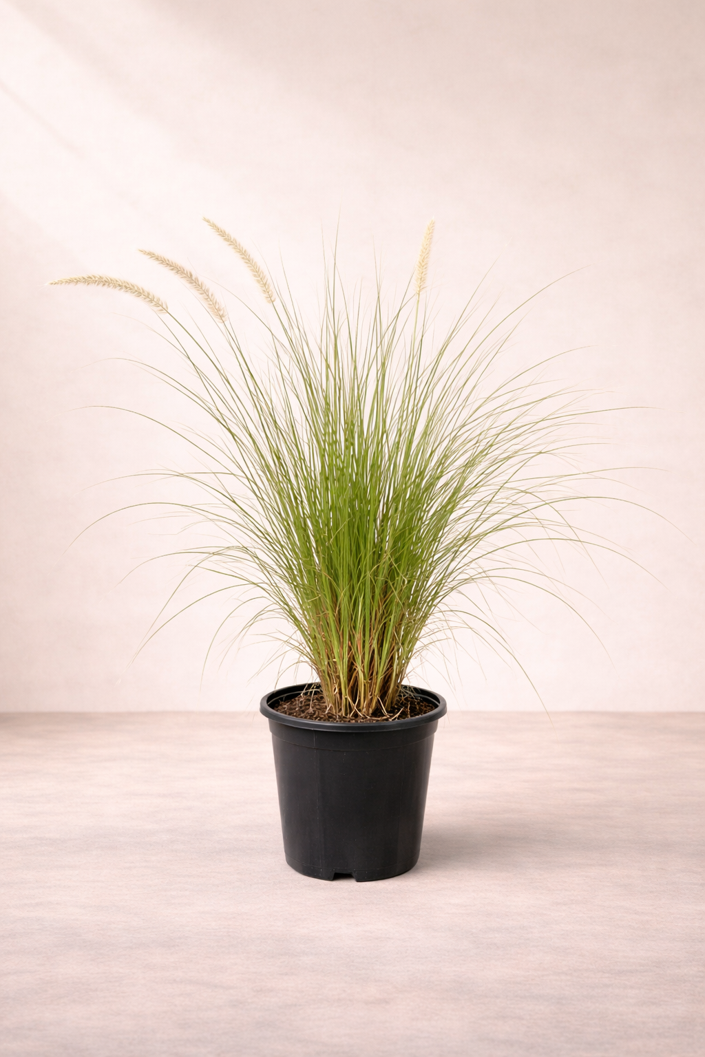 Pennisetum Grass ...