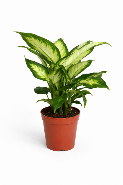 Dieffenbachia Camilla - Dumb Cane - Indoor House Plant - نبات داخلي