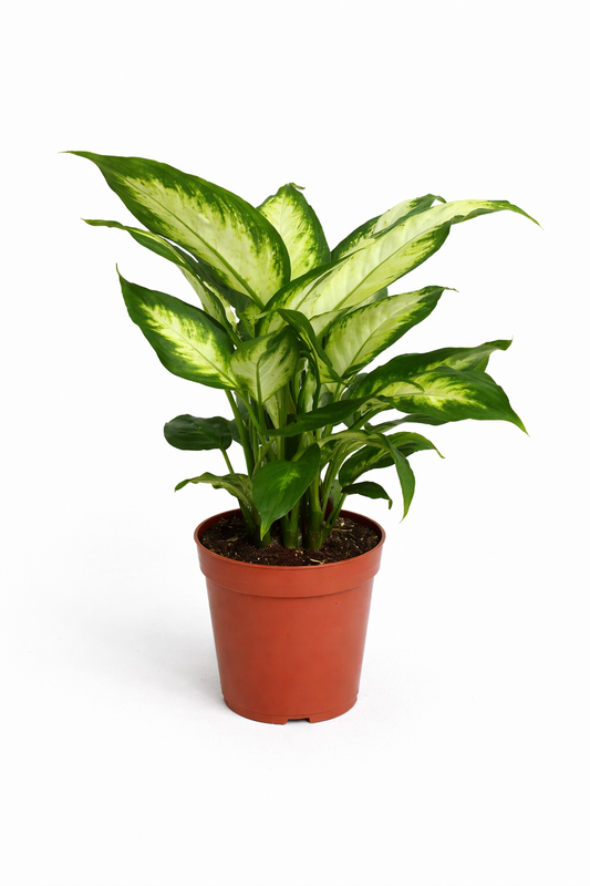 dieffenbachia seguine maroba Dieffenbachia Seguine Maroba - Indoor House Plant