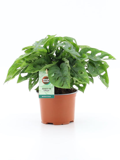 Monstera Adansonii - Indoor House Plant - نبات داخلي