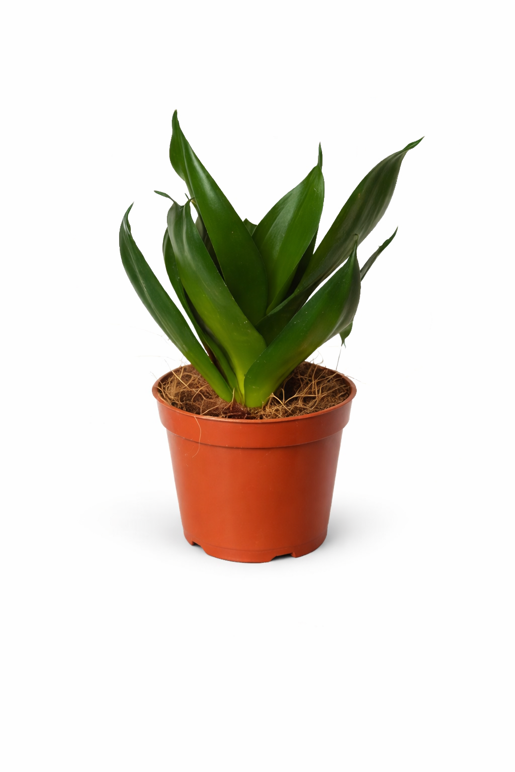 Sansevieria Hahnii Dark Green – Indoor Snake Plant | نبات داخلي
