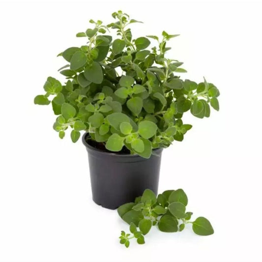 Organic Wild Marjoram Plant - Origanum Vulgare - زعتَر بري