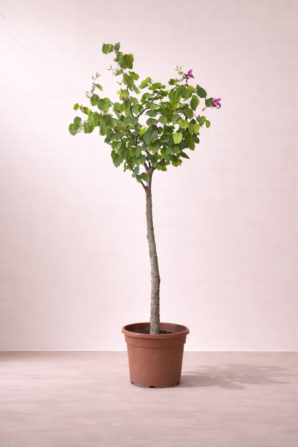 Bauhinia Blakeana Tree - شجرة البوهينيا
