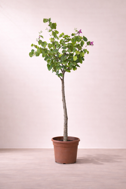 Bauhinia Blakeana Tree - شجرة البوهينيا