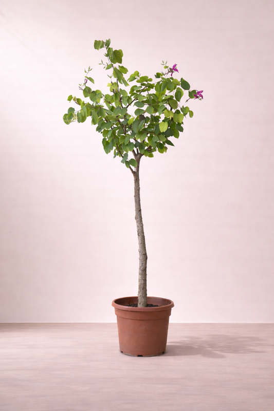 Bauhinia Blakeana Tree - شجرة البوهينيا
