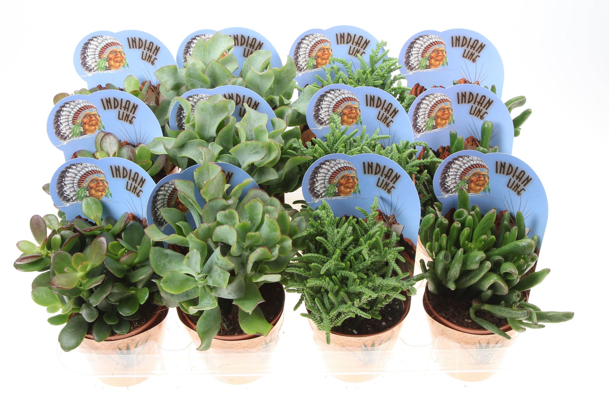 Crassula Mix - Su...