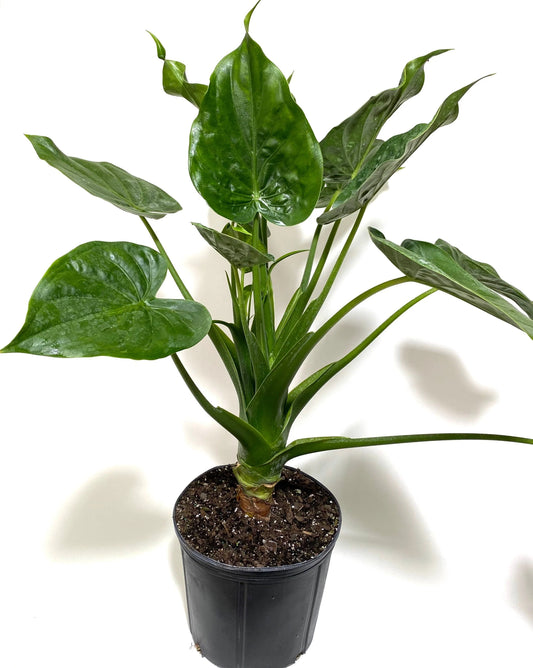 Alocasia Cucullata - Indoor Plant - ألوكاسيا كوكولاتا - نبات داخلي