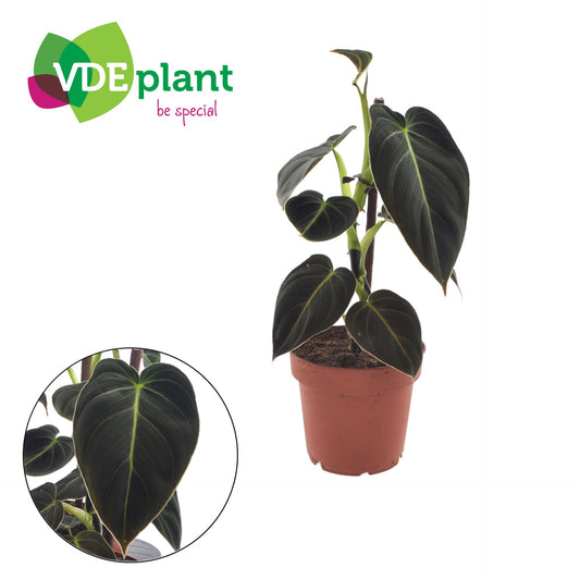 Philodendron Melanochrysum with Kratiste stick - Rare Indoor House Plant - نبات داخلي