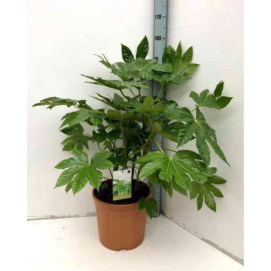 Fatsia japonica - Indoor Plant - نبتة داخلية