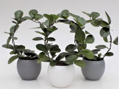 Hoya Australis Round in White Ceramic Pot - نبات داخلي