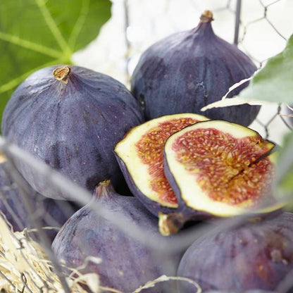 Fig Tree - Ficus Carica Brown Turkey - شجرة التين