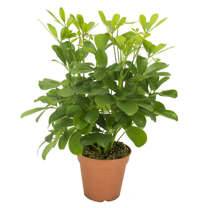 Schefflera Nora - Indoor House Plant - نبات داخلي
