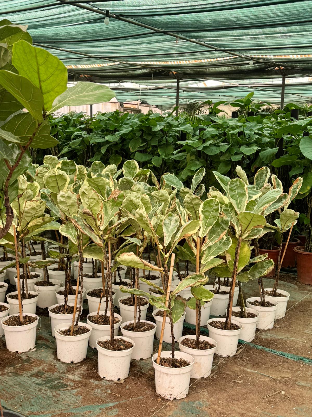 Ficus Lyrata Variegated - Rare Indoor House Plant - نبات داخلي