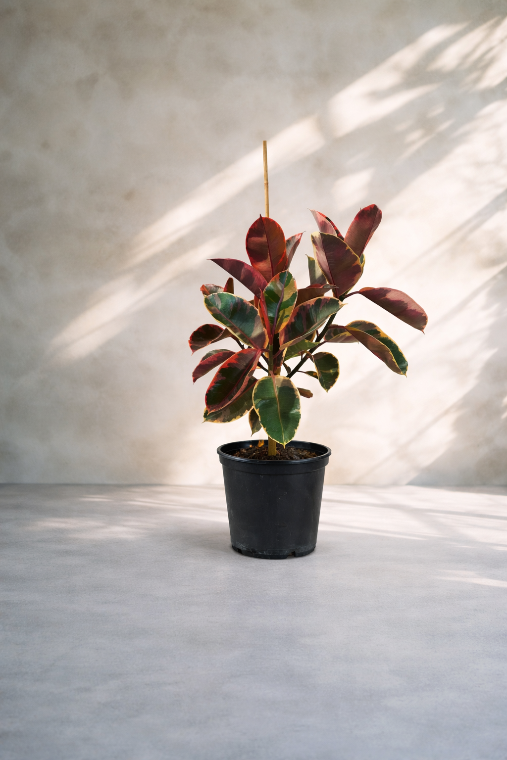 Ficus Elastica Ru...