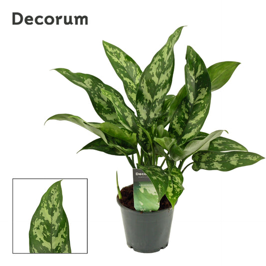 Aglaonema Maria indoor house plant with lush variegated leaves, perfect for home decor, available from Kuwait based online plant shop