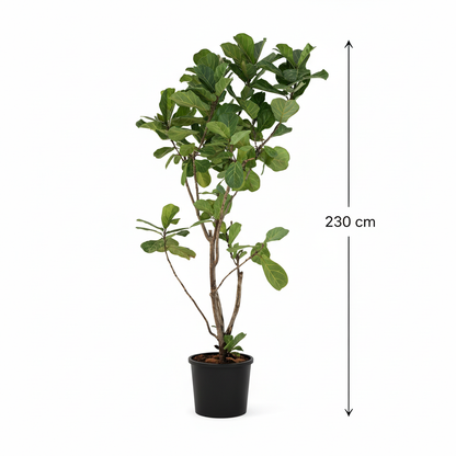Ficus Lyrata - White BG - Black Pot - 230cm