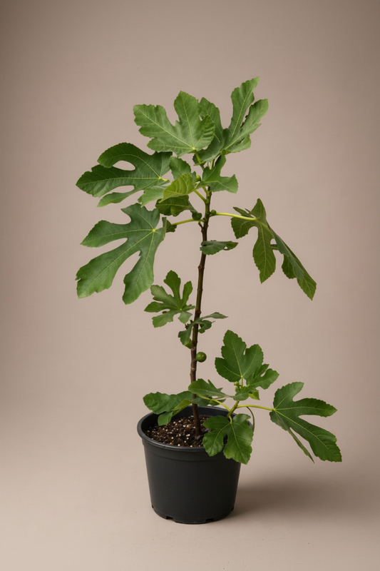 Fig Plant Jassim - Beige Background HD