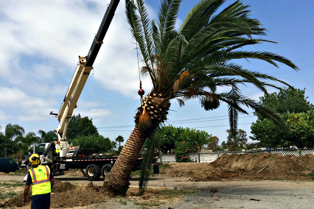 Cultivating Date Palms in Kuwait: A Comprehensive Guide
