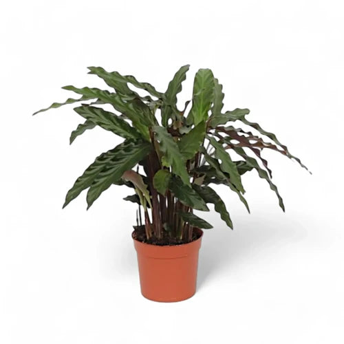 Calathea Rufibarba Elgergrass - Indoor House Plant - نبات داخلي