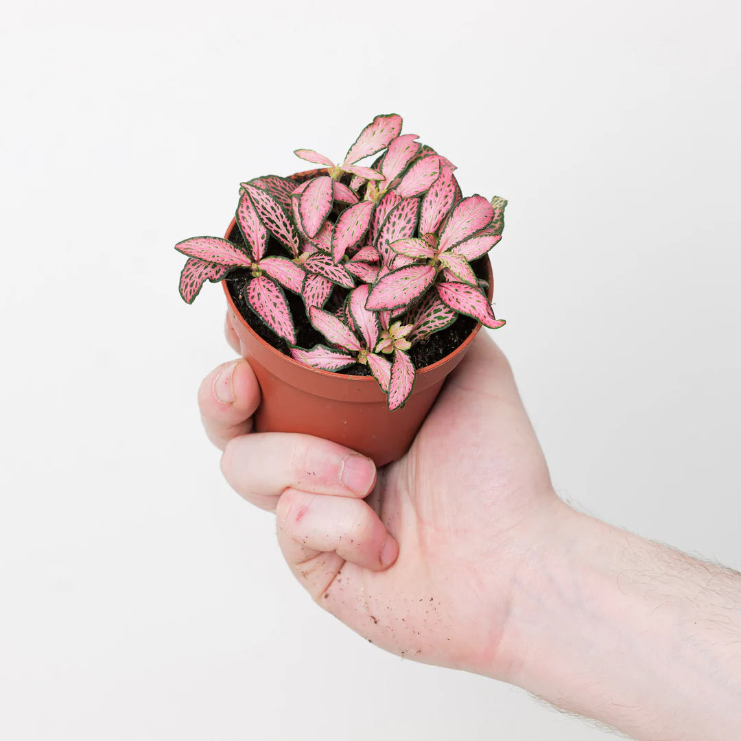 Fittonia Pink - ن...