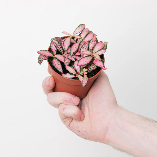 Fittonia Pink - نبات الفيتونيا