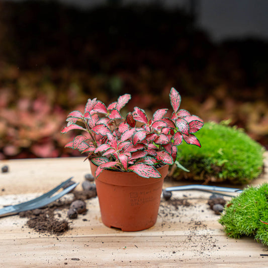 Fittonia Plant Red (فيتونيا الأحمر) نبات داخلي