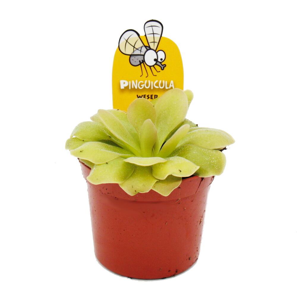 Pinguicula Plant - Carnivorous Plant