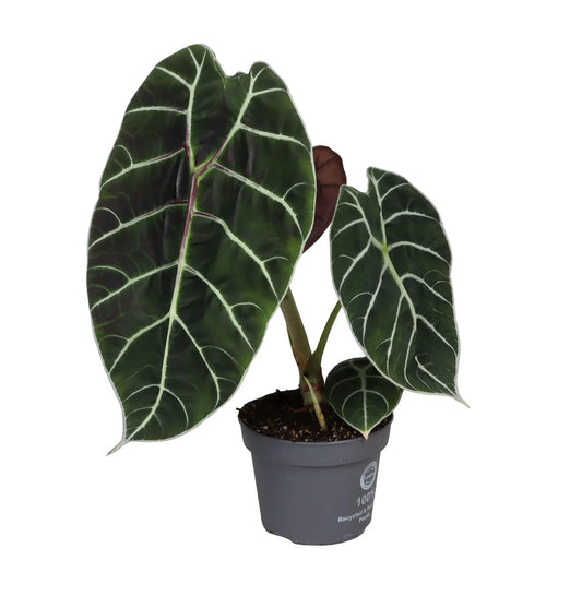 Alocasia Pride Of Corup - Rare Indoor House Plant - نبات داخلي
